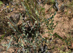 Phyllanthus carpentariae