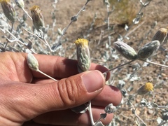 Brickellia incana
