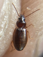 Trechus ovipennis