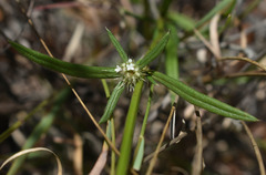Spermacoce brachystema