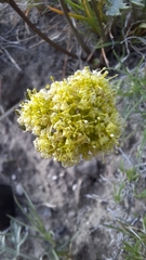 Cymopterus glomeratus greeleyorum