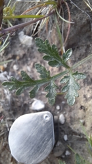 Cymopterus glomeratus greeleyorum