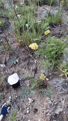 Cymopterus glomeratus greeleyorum