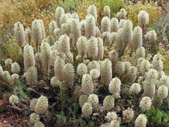 Ptilotus nobilis