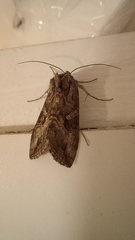 Lepidoptera