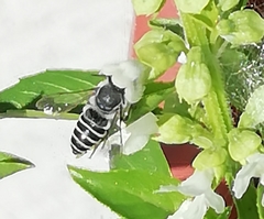 Megachile