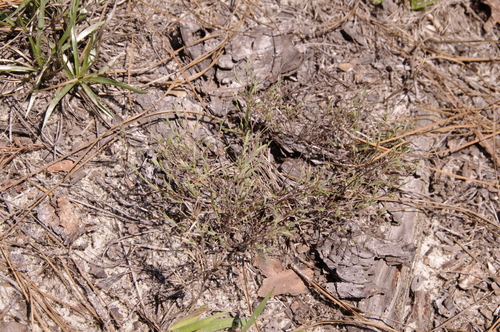 Image of Polygonella americana by (c) Eric Knight, some rights reserved (CC BY)