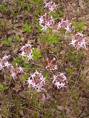 Rhododendron atlanticum