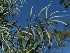 Persoonia falcata