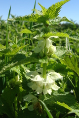 Lamium album