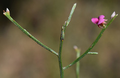 Jacksonia thesioides