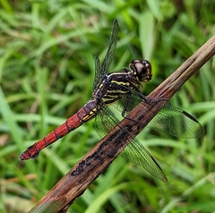 Orthemis biolleyi