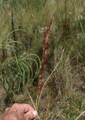 Sorghum plumosum