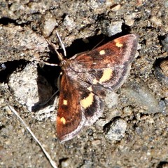 Pyrausta aurata