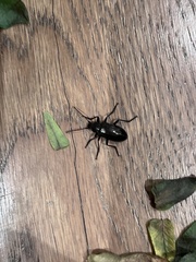 Tarpela micans