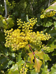 Berberis