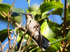 Chlorostilbon lucidus