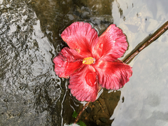 Thespesia grandiflora