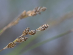 Carex silicea
