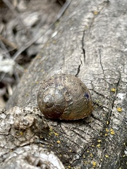 Cornu aspersum