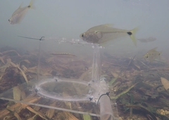 Roeboides dientonito