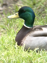 Anas platyrhynchos