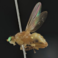 Chyromya