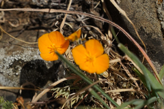 Eschscholzia lobbii