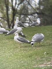 Larus californicus