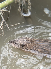 Ondatra zibethicus