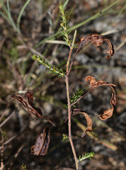 Acacia galioides