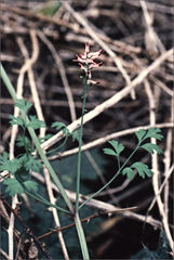 Fumaria bastardii