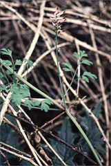 Fumaria bastardii