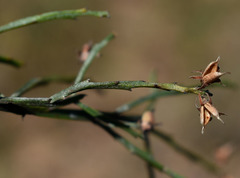 Jacksonia thesioides