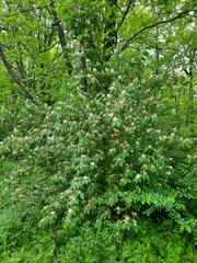 Lonicera maackii