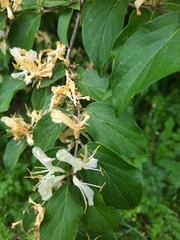 Lonicera maackii