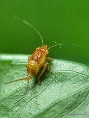 Hylicinae