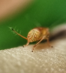 Hylicinae