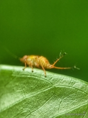 Hylicinae