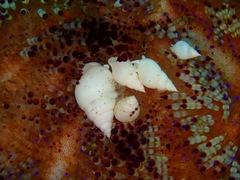 Echineulima asthenosomae