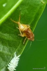 Hylicinae