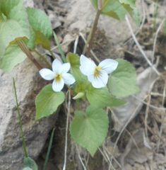 Viola canadensis scopulorum