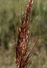 Sorghum plumosum