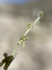 Pectocarya penicillata
