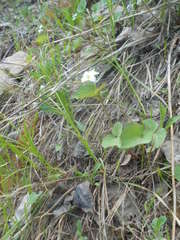 Viola canadensis scopulorum