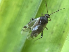 Vesperocoris paddocki