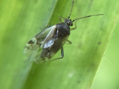 Vesperocoris paddocki