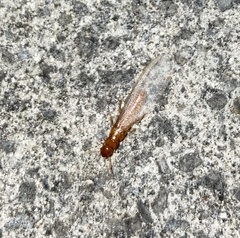 Incisitermes snyderi