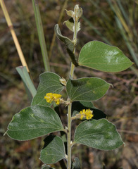 Acacia humifusa