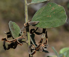 Acacia humifusa